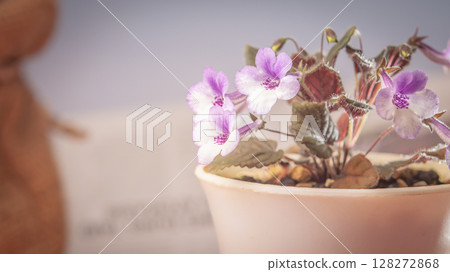 Nature background image. Close-up of flower and Vintage tone color scheme. flowers of sinningia tree. Selective focal and Space on the side for text entry. 128272868