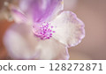 Nature background image. Close-up of flower and Vintage tone color scheme. flowers of sinningia tree. Selective focal and Space on the side for text entry. 128272871