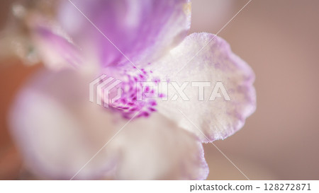 Nature background image. Close-up of flower and Vintage tone color scheme. flowers of sinningia tree. Selective focal and Space on the side for text entry. 128272871