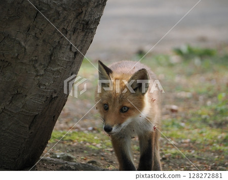 Innocent baby fox Innocent baby fox 128272881
