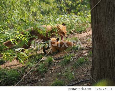 Parent-child's Kita fox Parent-child's Kita fox 128273024