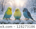 Budgerigar in the snow 128273186
