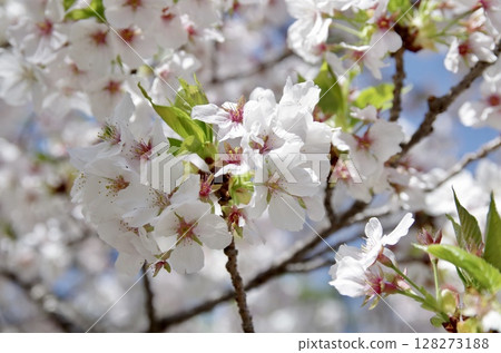 Cherry Blossoms Cherry Blossoms 128273188