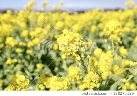 Rapeseed field 128273189