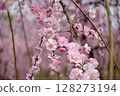 叼著梅花 128273194
