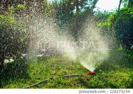 Garden lawn sprinkler spraying water over green grass during summer day irrigation 128273234