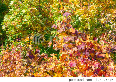 orange autumn foliage view from above. golden outdoor environment of park in october. tranquil scenery orange autumn foliage view from above. golden outdoor environment of park in october. tranquil scenery 128273246