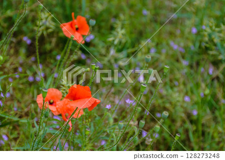 red poppy flower bloom in summer. beautiful meadow somewhere in ukrainian countryside. outdoor closeup photography. floral background of the garden. idyllic rural freshness red poppy flower bloom in summer. beautiful meadow somewhere in ukrainian countryside. outdoor closeup photography. floral background of the garden. idyllic rural freshness 128273248