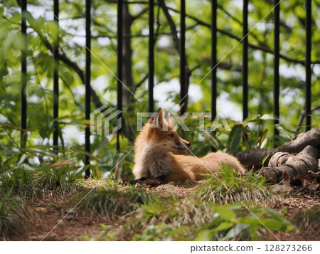 一隻正在放鬆的狐狸幼崽 128273266