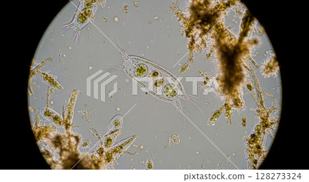Microscopic Ecosystem Closeup of Aquatic Microorganisms Diatoms and Protozoa Under High Magnification Microscopic Ecosystem Closeup of Aquatic Microorganisms Diatoms and Protozoa Under High Magnification 128273324