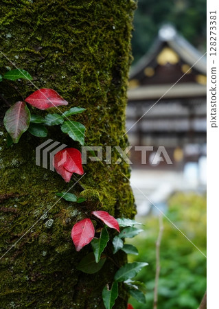 Matsuo Taisha Shrine in Autumn Matsuo Taisha Shrine in Autumn 128273381