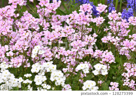 Arabis - an early spring flower, primrose 128273399