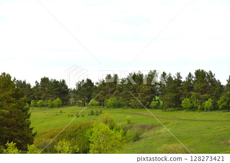 summer countryside landscape with pine trees and country road in Russia summer countryside landscape with pine trees and country road in Russia 128273421
