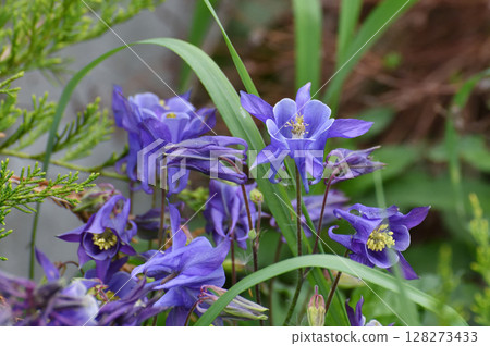 Beautiful purple Aquilegia flower on nature background closeup 128273433