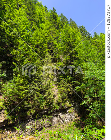 Sunlight filters through tall trees in a vibrant green forest. Clear blue sky enhances tranquility in this natural setting. Concept of outdoor adventures, eco-tourism, wellness. 128273717