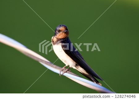 swallow / Japan 128274046