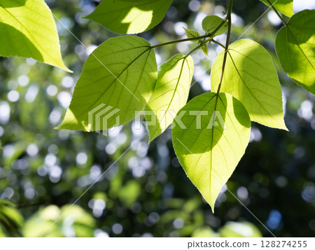 綠色構樹葉 綠色構樹葉 128274255