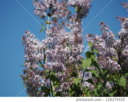 Blooming lilac flowers Blooming lilac flowers 128274320