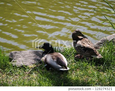 Mallards taking a nap together Mallards taking a nap together 128274321