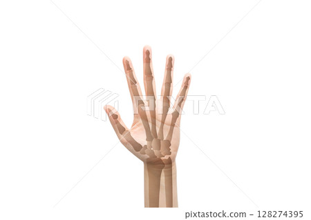 Human hand and wrist bones isolated on white background. 128274395