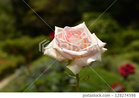 Pale pink spring roses Pale pink spring roses 128274398