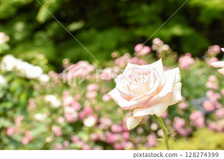 Pale pink spring roses Pale pink spring roses 128274399