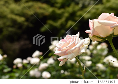 Pale pink spring roses 128274401