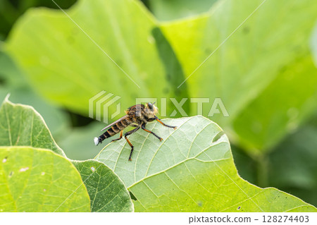 Shioyaab (male) 128274403