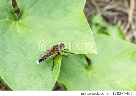 Shioyaab (male) 128274405