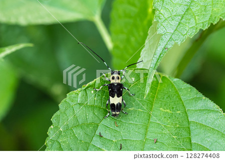 拉米舉行 拉米舉行 128274408