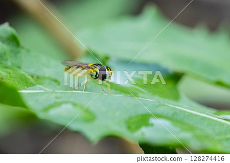 窄頭蠅(雌性) 窄頭蠅(雌性) 128274416