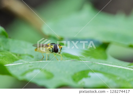 窄頭蠅（雌性） 128274417