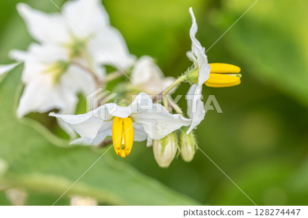 Flowers blooming in the summer fields: Horsenettle Flowers blooming in the summer fields: Horsenettle 128274447