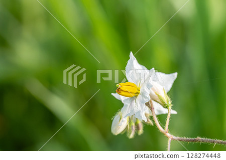 Flowers blooming in the summer fields: Horsenettle Flowers blooming in the summer fields: Horsenettle 128274448