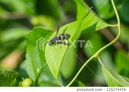 A red-eared wasp preying on a caterpillar A red-eared wasp preying on a caterpillar 128274456