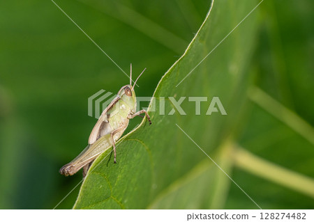 Grasshopper final instar larva 128274482