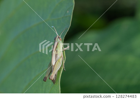 蚱蜢末齡幼蟲 蚱蜢末齡幼蟲 128274483
