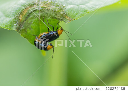 Mating black leaf beetles Mating black leaf beetles 128274486
