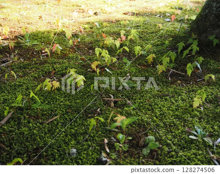苔蘚風景攝影 苔蘚風景攝影 128274506
