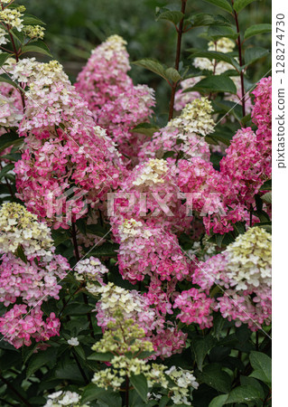 Hydrangea paniculata sort Fraise Melba hydrangea with pink flowers blooms in the garden in summer 128274730
