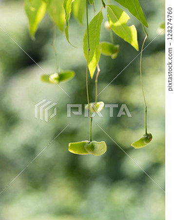 風鈴草的綠色果實 128274760