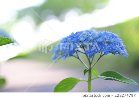 Hydrangea (Vega) Hydrangea (Vega) 128274797