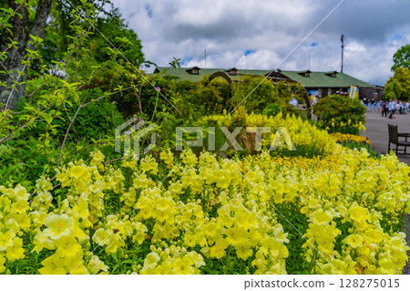 (Oita Prefecture) Kuju Flower Park, early summer flowers 128275015