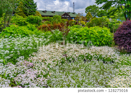 (Oita Prefecture) Kuju Flower Park, early summer flowers 128275016