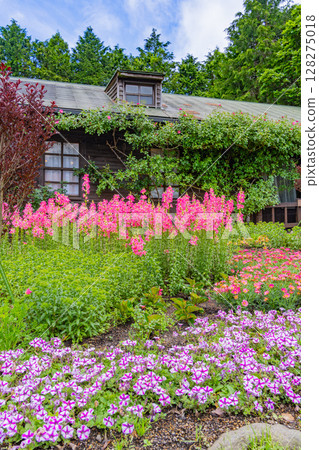 (Oita Prefecture) Kuju Flower Park, early summer flowers 128275018
