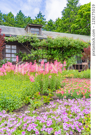(Oita Prefecture) Kuju Flower Park, early summer flowers 128275019