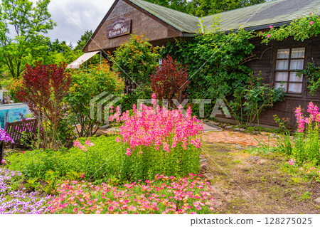 (Oita Prefecture) Kuju Flower Park, early summer flowers 128275025