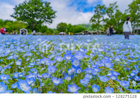 (Oita Prefecture) Kuju Flower Park, Carpet of Nemophila 128275128