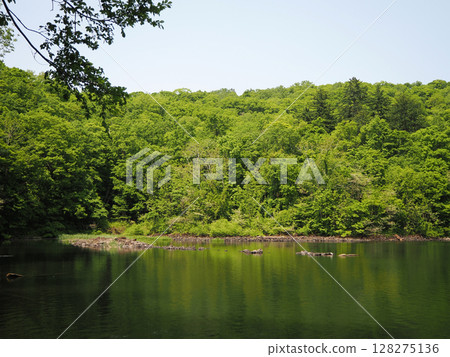 半月湖美麗而新鮮的綠意 半月湖美麗而新鮮的綠意 128275136