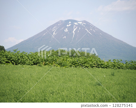 Testimony of early summer and Mt. Yotei Testimony of early summer and Mt. Yotei 128275141